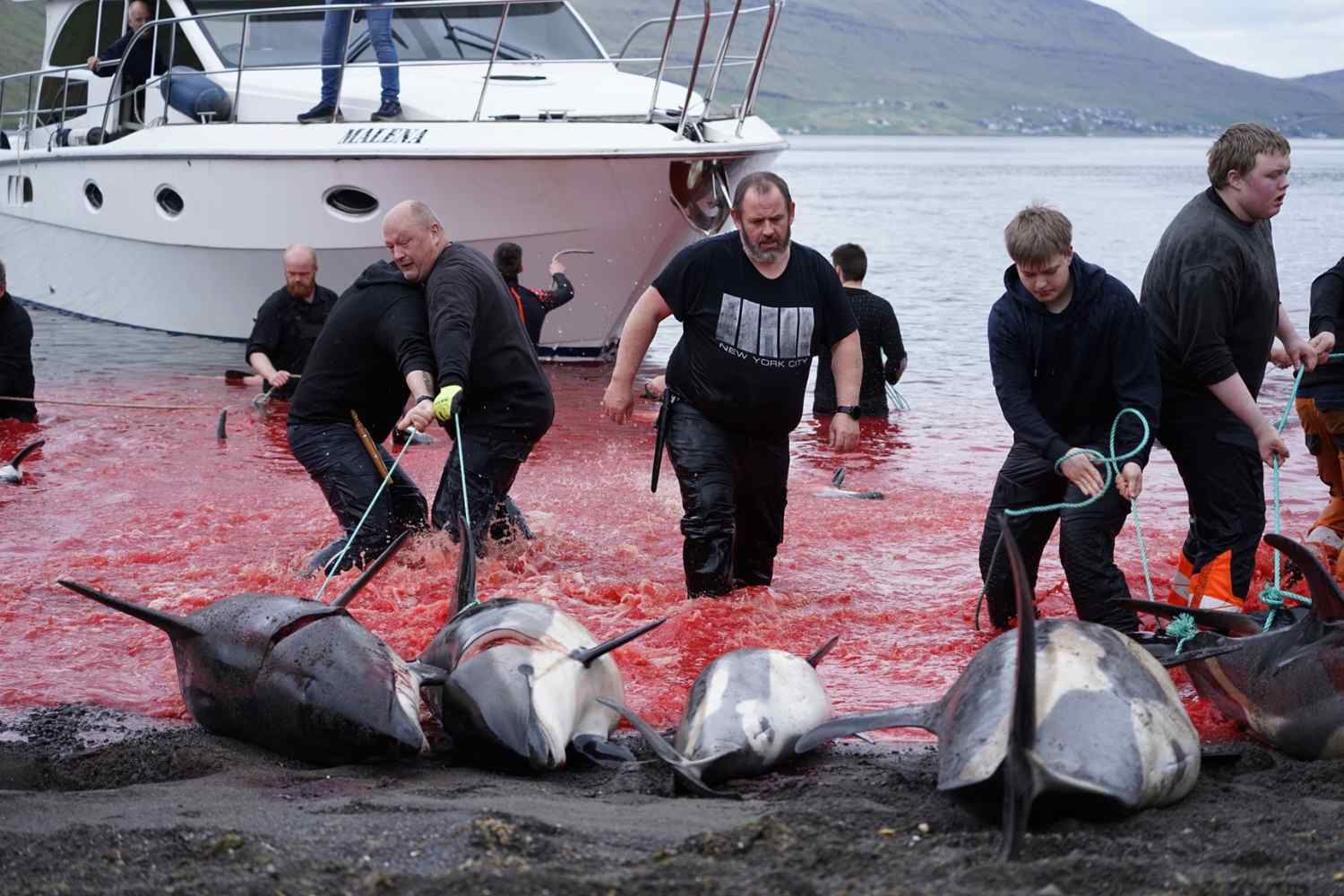 700 dauphins tués