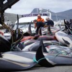 Îles Féroé, 706 dauphins tués en une journée : le plus grand massacre jamais vu