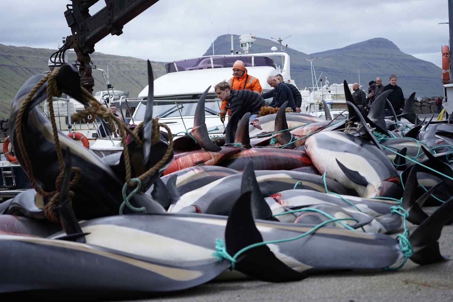 700 delfini uccisi