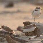 Deux poussins de pluviers sont prêts à s'envoler : la plage la plus fréquentée de Ravenne les a sauvés