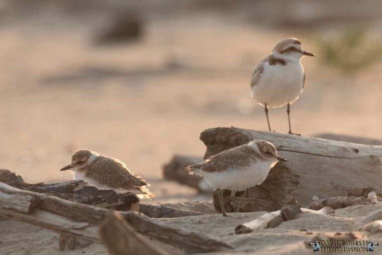 Deux poussins de pluviers sont prêts à s'envoler : la plage la plus fréquentée de Ravenne les a sauvés