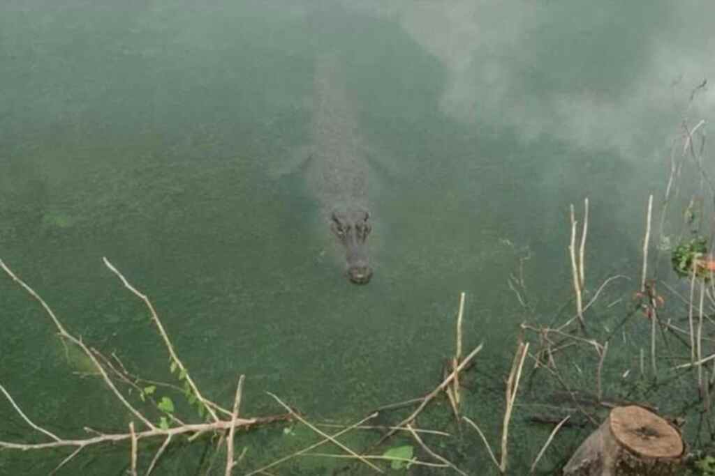 Crocodile de Pistoia
