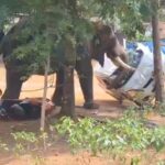 Un éléphant se libère de ses chaînes et tue un homme lors d'une cérémonie religieuse : chaos et panique en Inde
