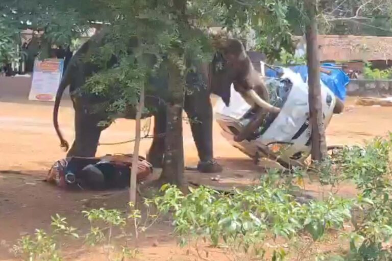 Un éléphant se libère de ses chaînes et tue un homme lors d'une cérémonie religieuse : chaos et panique en Inde