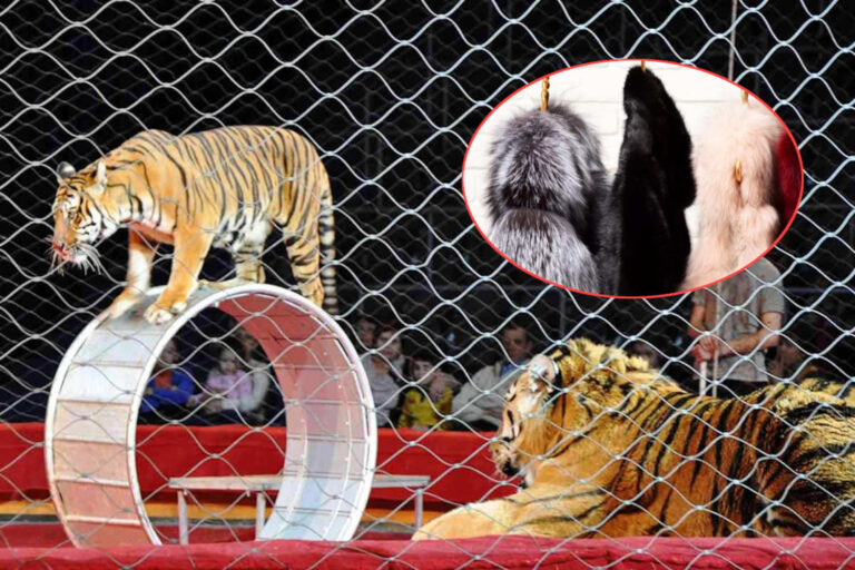 Les Italiens disent adieu aux fourrures et aux cirques avec des animaux : 80 % disent non à la cruauté
