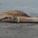 Dernier adieu à Timmy : la carcasse de la baleine à bosse échouée deviendra du biodiesel et de la biomasse (et le squelette finira dans un musée)