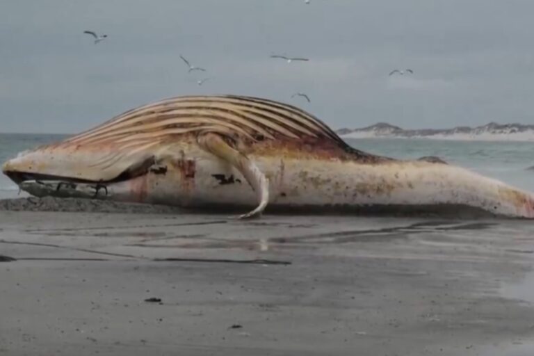 Dernier adieu à Timmy : la carcasse de la baleine à bosse échouée deviendra du biodiesel et de la biomasse (et le squelette finira dans un musée)