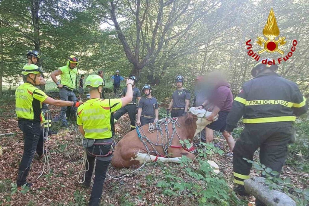 Une vache gestante tombe de 300 mètres dans une falaise : le délicat sauvetage des pompiers après des heures de travail