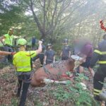 Une vache gestante tombe de 300 mètres dans une falaise : le délicat sauvetage des pompiers après des heures de travail