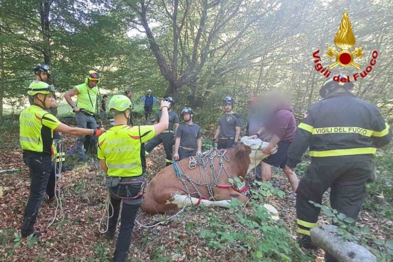 Une vache gestante tombe de 300 mètres dans une falaise : le délicat sauvetage des pompiers après des heures de travail