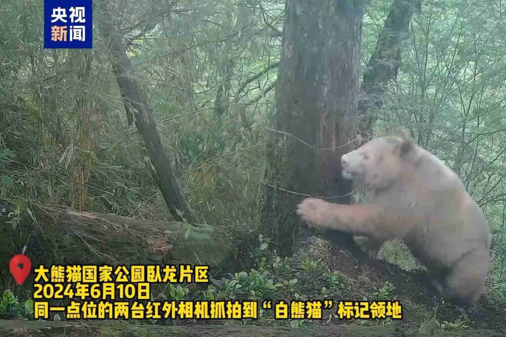 Le seul panda albinos sauvage au monde est réapparu ! De nouvelles images montrent le rare spécimen entièrement blanc