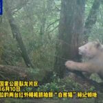 Le seul panda albinos sauvage au monde est réapparu ! De nouvelles images montrent le rare spécimen entièrement blanc
