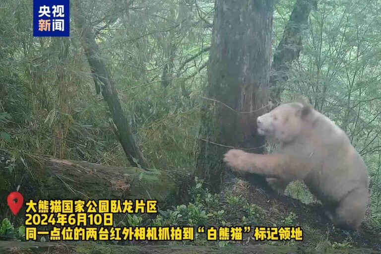 Le seul panda albinos sauvage au monde est réapparu ! De nouvelles images montrent le rare spécimen entièrement blanc
