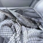 Cette femme a sauvé un corbeau blessé et continue de recevoir des « cadeaux » d'autres oiseaux de son troupeau