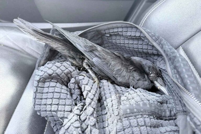 Cette femme a sauvé un corbeau blessé et continue de recevoir des « cadeaux » d'autres oiseaux de son troupeau