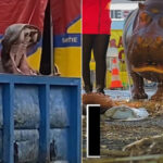 La grande agonie de l'hippopotame Jumbo, prisonnier du cirque Muller depuis 40 ans : signez la pétition pour le transférer dans un sanctuaire