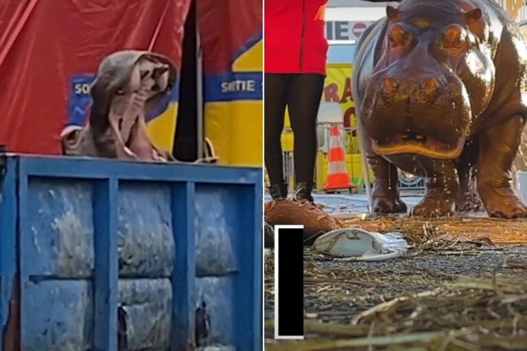 La grande agonie de l'hippopotame Jumbo, prisonnier du cirque Muller depuis 40 ans : signez la pétition pour le transférer dans un sanctuaire