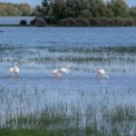 La lagune de Venise devient rose : on y trouve un nombre record de flamants roses grâce à un projet européen qui a ravivé l'écosystème