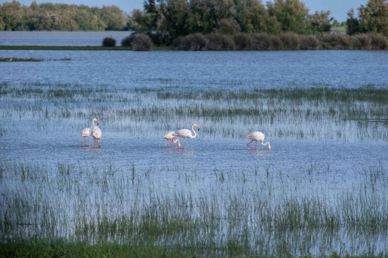 La lagune de Venise devient rose : on y trouve un nombre record de flamants roses grâce à un projet européen qui a ravivé l'écosystème