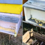 25 ruches scellées à la mousse expansée et des milliers d'abeilles étouffées au soufre à Latina : « un acte atroce, étudié dans les moindres détails »