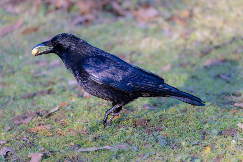 Cornacchia attacca