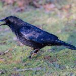Le corbeau qui attaque les passants risque d'être tué à Pordenone, les militants des droits des animaux s'insurgent : « il défend le nid »