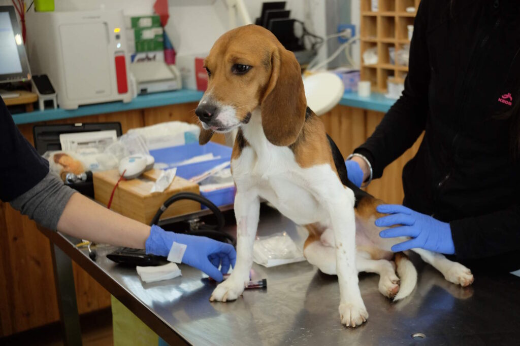 beagle aptuit