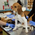Après des années de cobayes, 8 beagles voient le soleil pour la première fois : sauvés par les laboratoires Aptuit