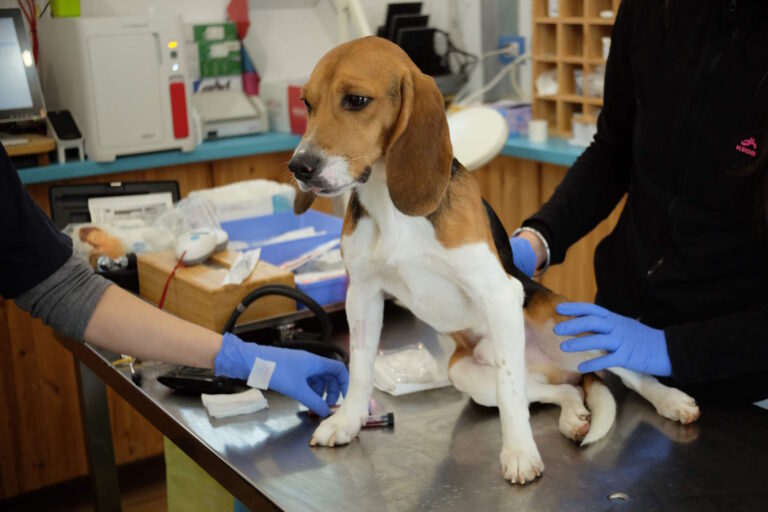 Après des années de cobayes, 8 beagles voient le soleil pour la première fois : sauvés par les laboratoires Aptuit