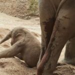 Un bébé éléphant euthanasié après sa naissance au zoo de Zurich: il ne pouvait même pas se tenir debout