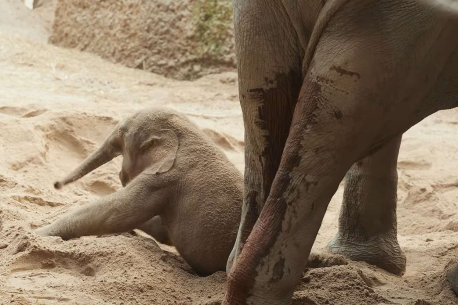 Cucciolo elefante soppresso
