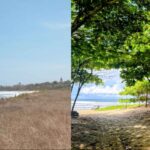 Ainsi, un surfeur en quête d'ombre a changé le visage des plages arides du Costa Rica : elles abritent aujourd'hui 100 000 arbres.