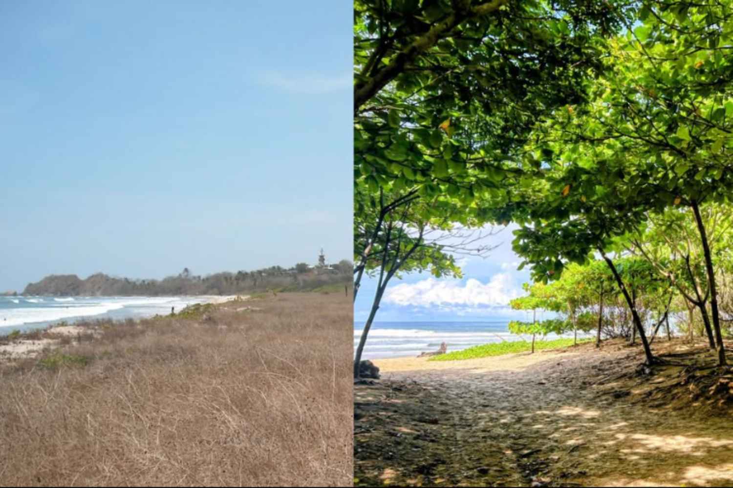 Ainsi, un surfeur en quête d'ombre a changé le visage des plages arides du Costa Rica : elles abritent aujourd'hui 100 000 arbres.