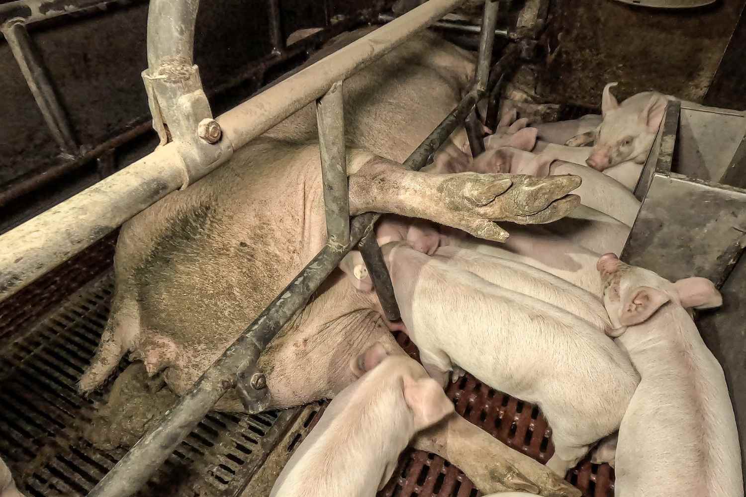 Élevages porcins AOP (1)