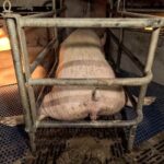 Nouvelles images chocs de l'élevage dans la filière AOP : des souris dans les mangeoires, des centaines de carcasses et de la drogue partout