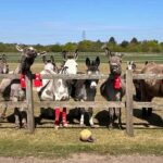 Les joueurs font don de vieilles chaussettes de football à des chevaux et des ânes en convalescence (pour une raison très sérieuse)