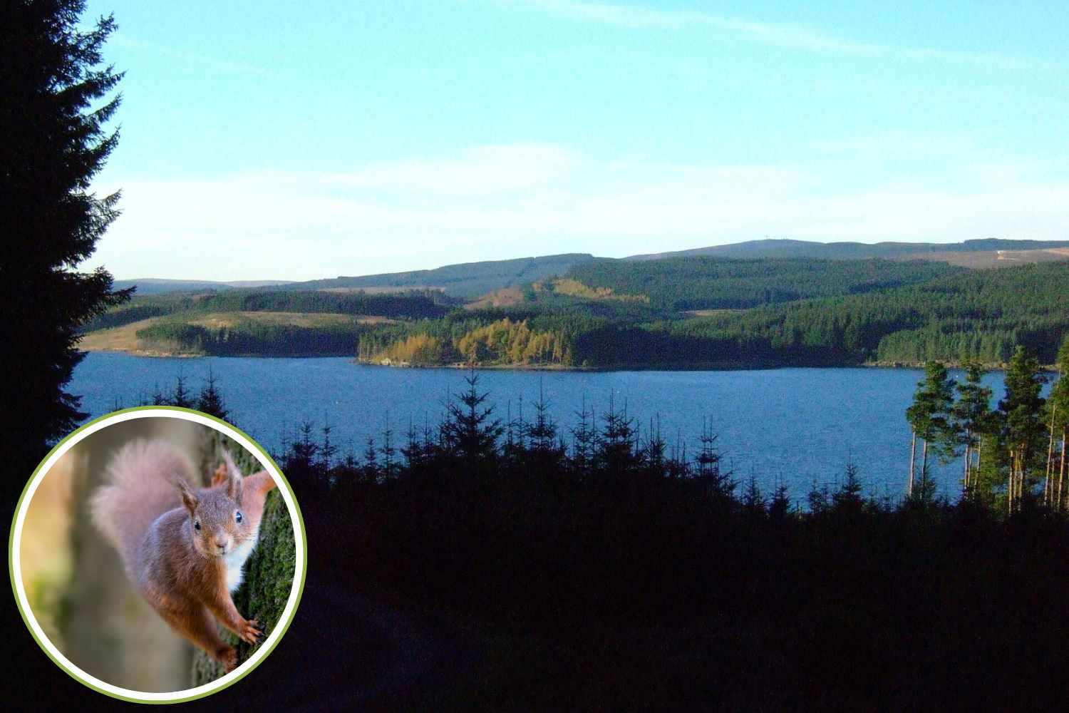 Créée pour servir l'industrie de guerre, la plus grande forêt d'Angleterre est devenue un refuge pour des espèces menacées