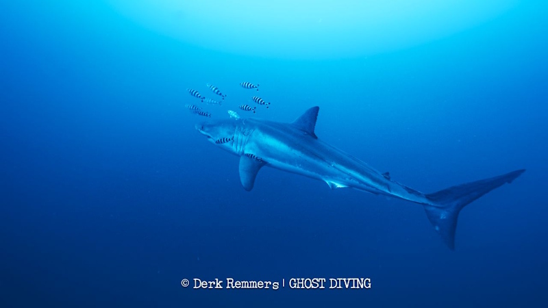 Requin blanc de Méditerranée