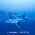 Des plongeurs filment pour la première fois un grand requin blanc en Méditerranée : images de l'observation extraordinaire