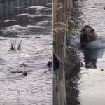 L'ours marsicain se baigne dans la rivière et se promène dans les rues de Castel di Sangro : il pourrait s'agir d'un des petits de Bambina