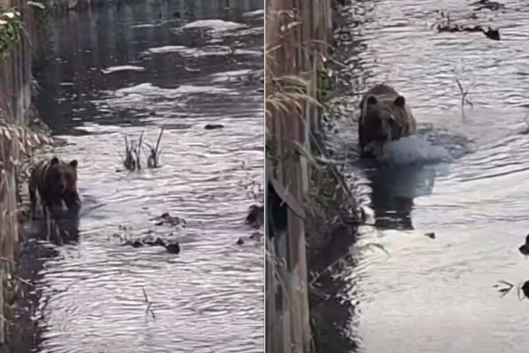 L'ours marsicain se baigne dans la rivière et se promène dans les rues de Castel di Sangro : il pourrait s'agir d'un des petits de Bambina