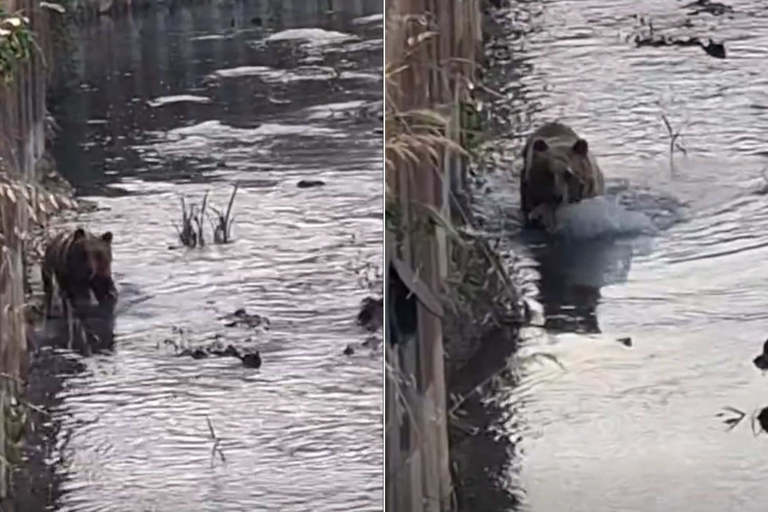 Orso Castel di Sangro