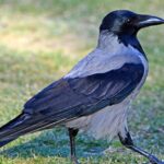 Le corbeau de Pordenone est en sécurité ! Le TAR suspend les deux arrêtés de réduction, que va-t-il se passer maintenant ?