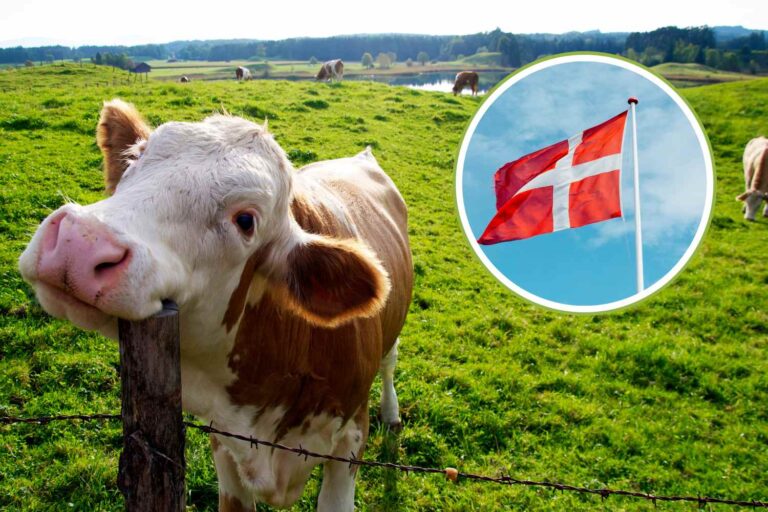 Le Danemark fait ses adieux au ministère de l'Agriculture : il sera remplacé par le ministère de la Nature et du Bien-être animal