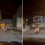 Il poursuit un ours entre les maisons de la Valteline avec la voiture en pointant les phares vers lui : la course folle pour une poignée de likes