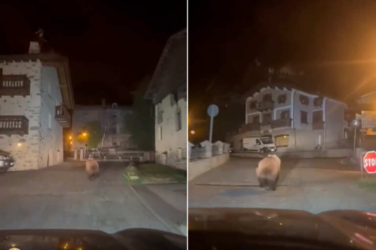 Il poursuit un ours entre les maisons de la Valteline avec la voiture en pointant les phares vers lui : la course folle pour une poignée de likes