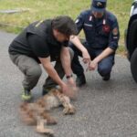 Le lynx heurté et tué sur l'autoroute du Frioul démontre l'urgence de construire des corridors écologiques (pour protéger les animaux et les personnes)