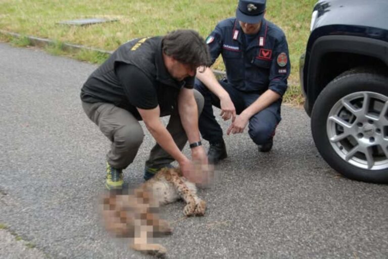 Le lynx heurté et tué sur l'autoroute du Frioul démontre l'urgence de construire des corridors écologiques (pour protéger les animaux et les personnes)