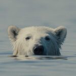 Un documentaire sur l'agonie des ours polaires triomphe au 29ème festival CinemAmbiente : tous les films primés (et comment les voir gratuitement)