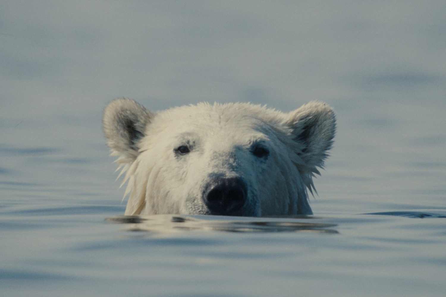 Un documentaire sur l'agonie des ours polaires triomphe au 29ème festival CinemAmbiente : tous les films primés (et comment les voir gratuitement)